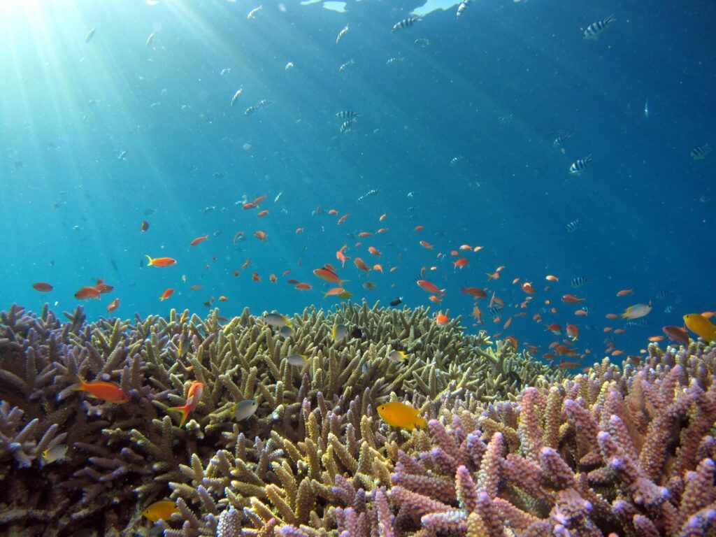 isla tortuga biodiversidad marina coral