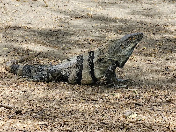 fauna santarosa costarica fauna santarosa costarica