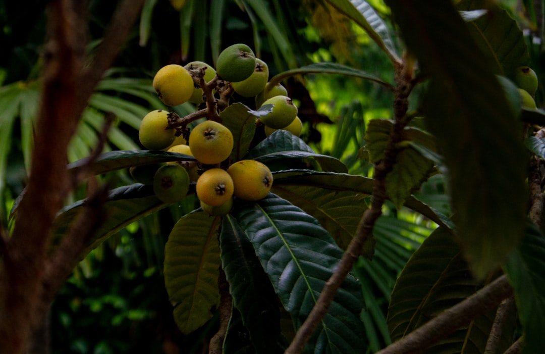 Photo Naranjo Costa Rica