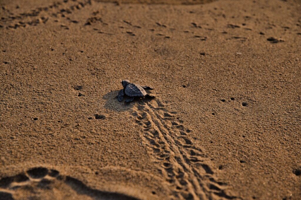 Tortuguero Desove Tortugas